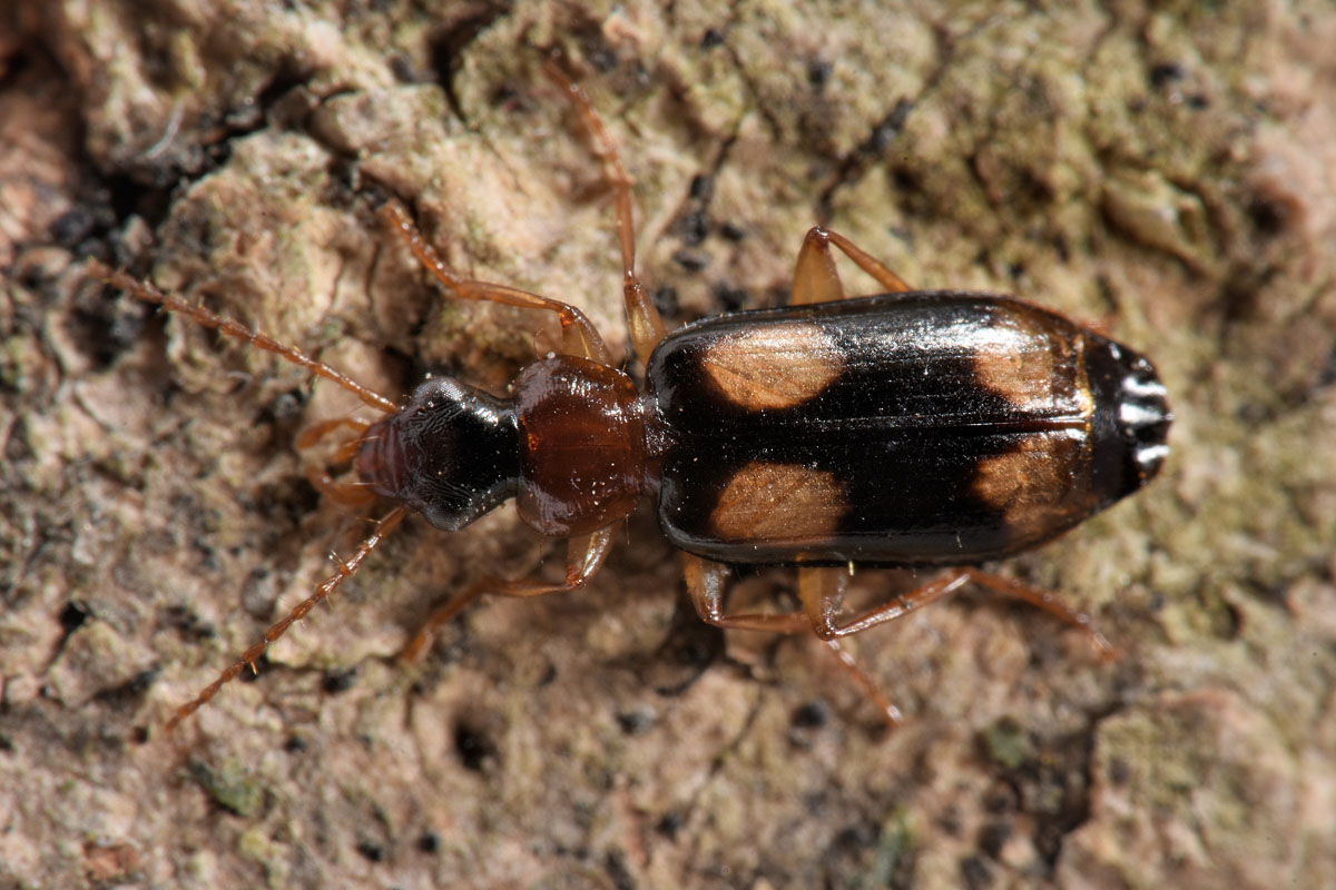 Carabidae: Dromius quadrimaculatus?  S !